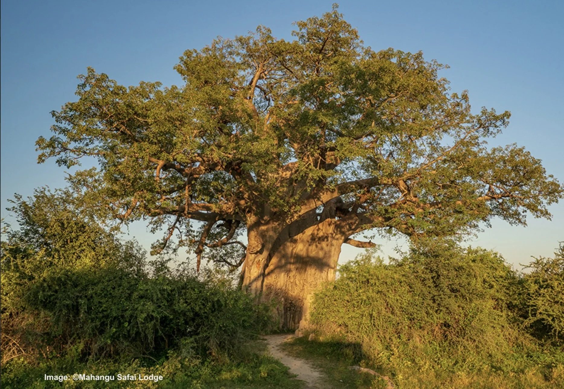 Screen Shot 2022-08-27 at 8.45.12 AM.jpeg