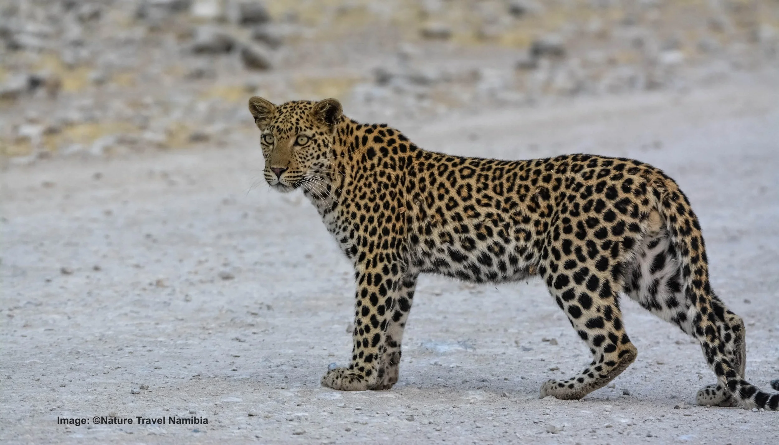 Leopard in Etosha 