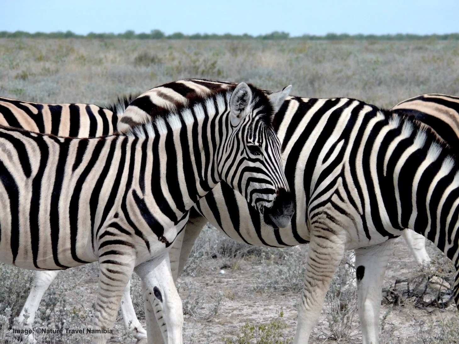 Plains Zebra