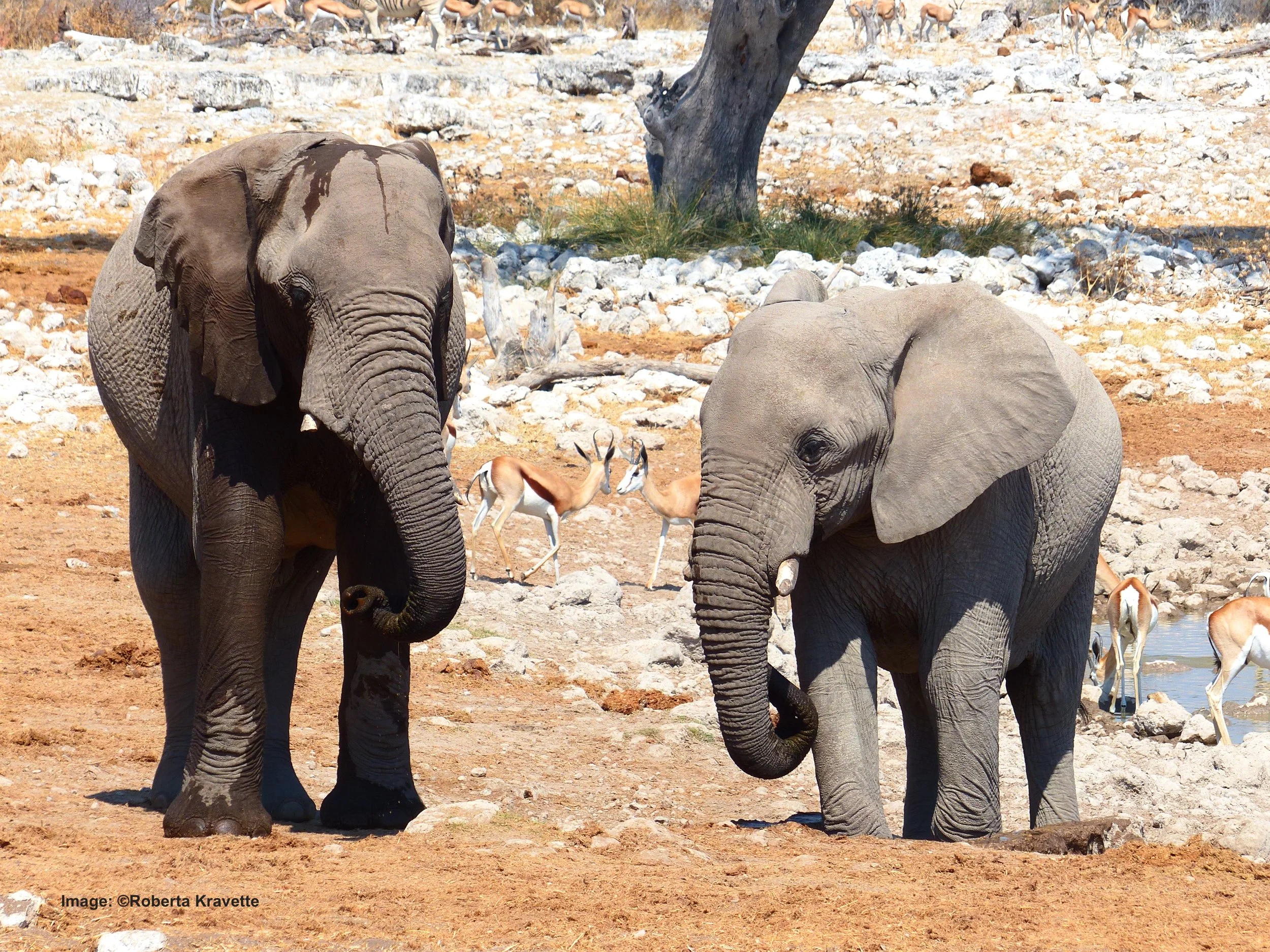Young elephants at Etosha waterhole