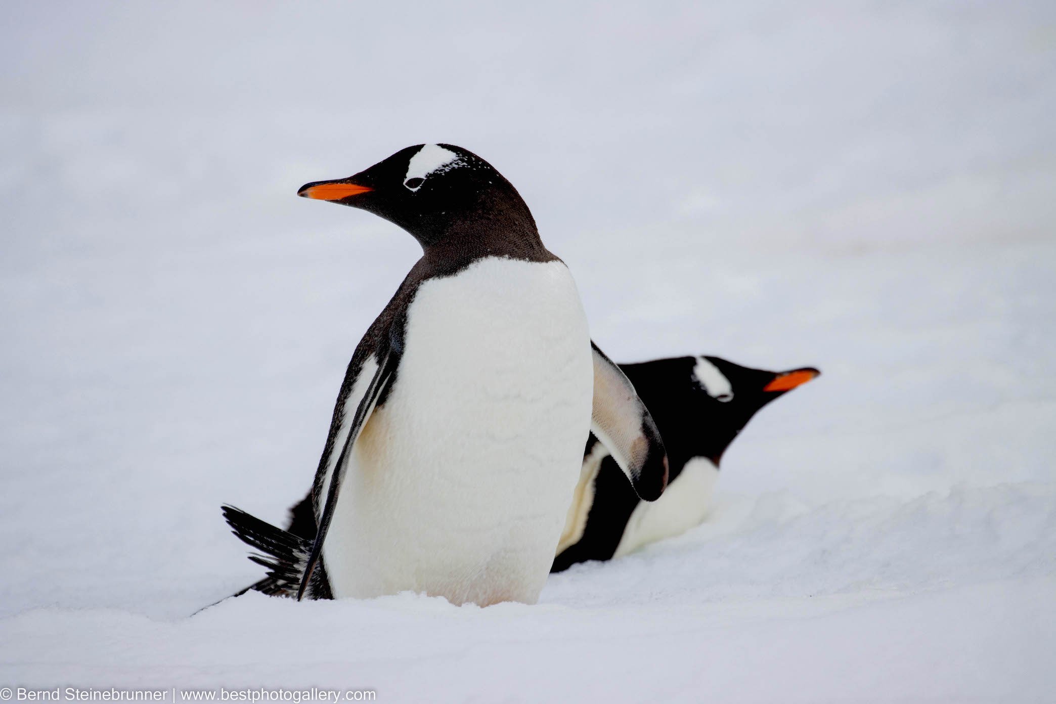 Gentoo penguin pair