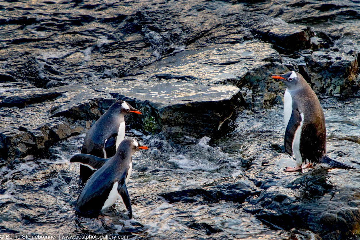 On the rocks, Gentoo penguins