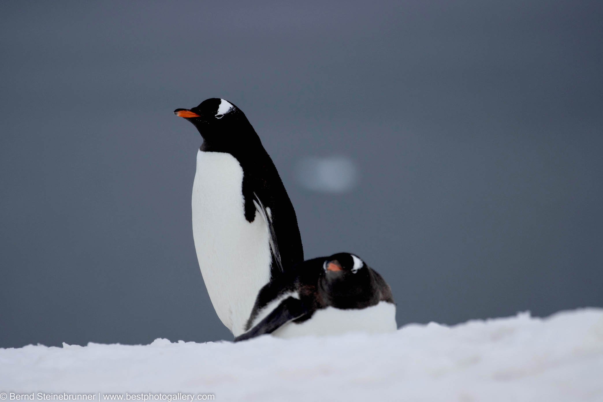 Guarding the next generation. Gentoo penguins