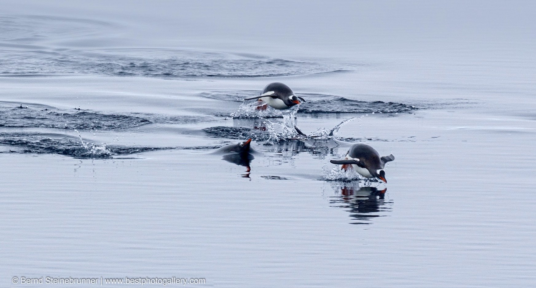 Gentoo penguins are fast in the water. 