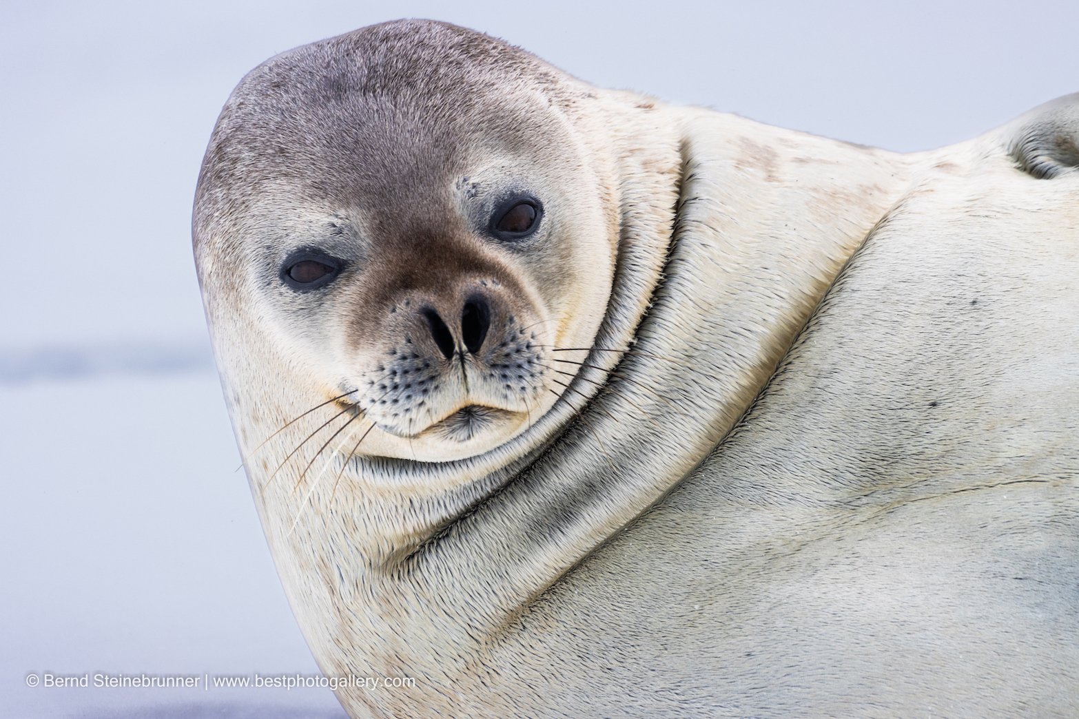 Weddell seal, ready for its portrait.