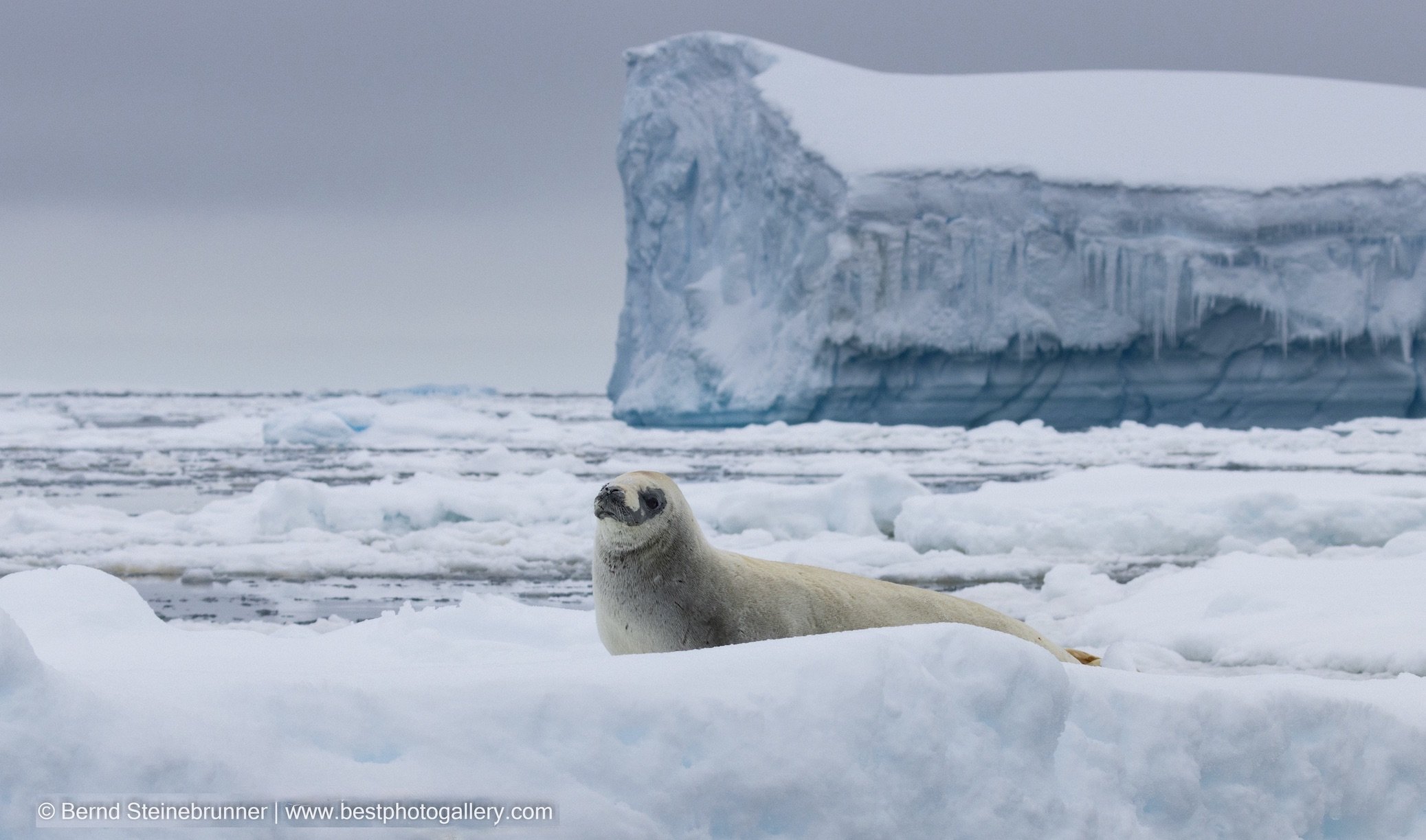 Weddell Seal rests on an iceberg