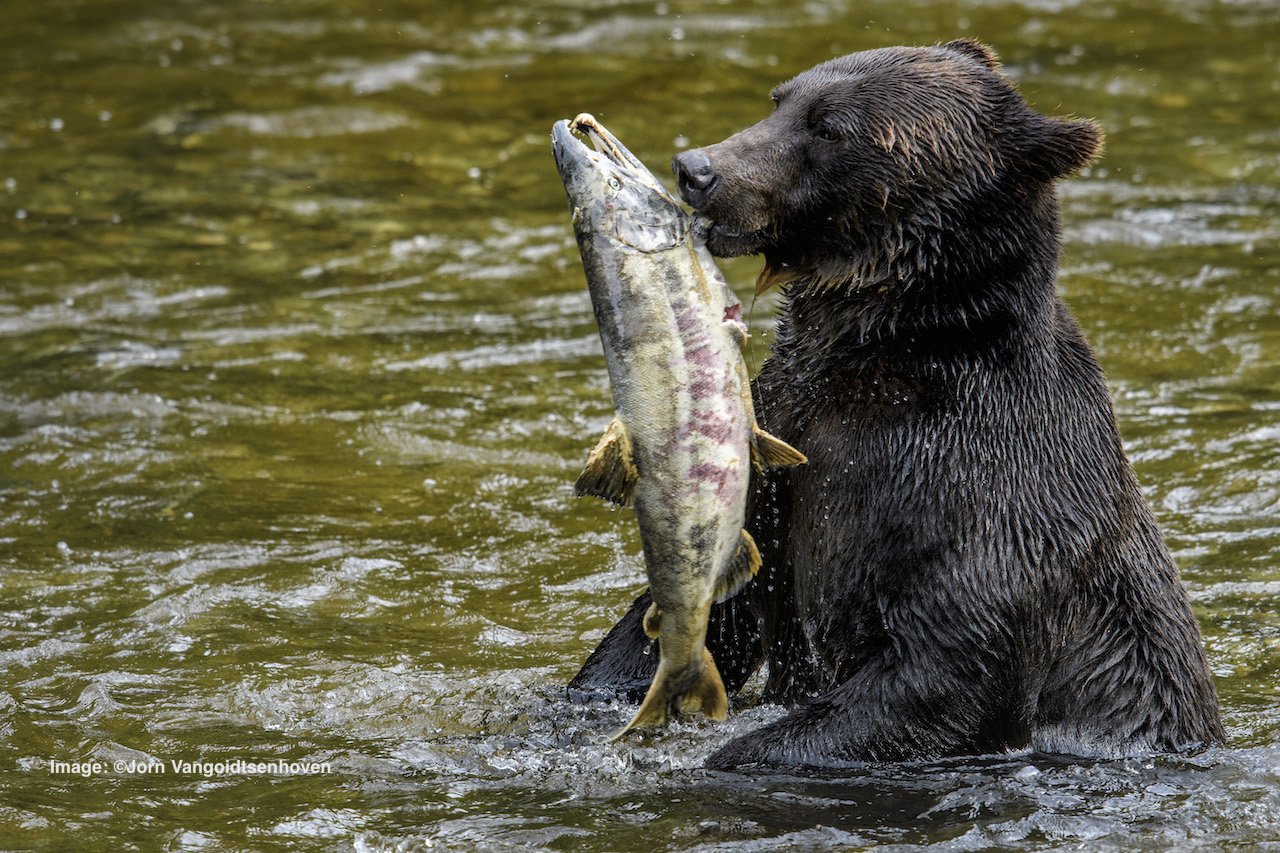 Young grizzly feasting on a chum salmon