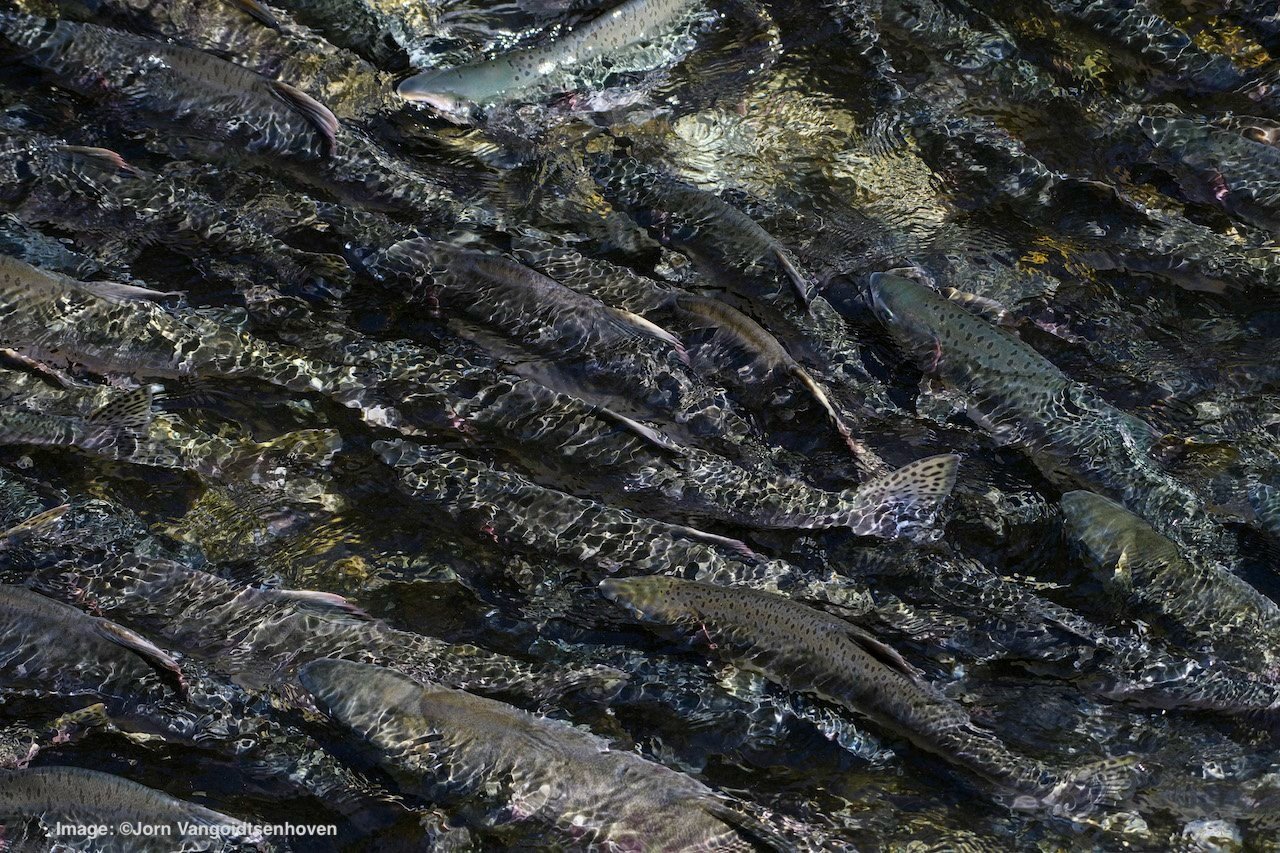 Live salmon before spawning