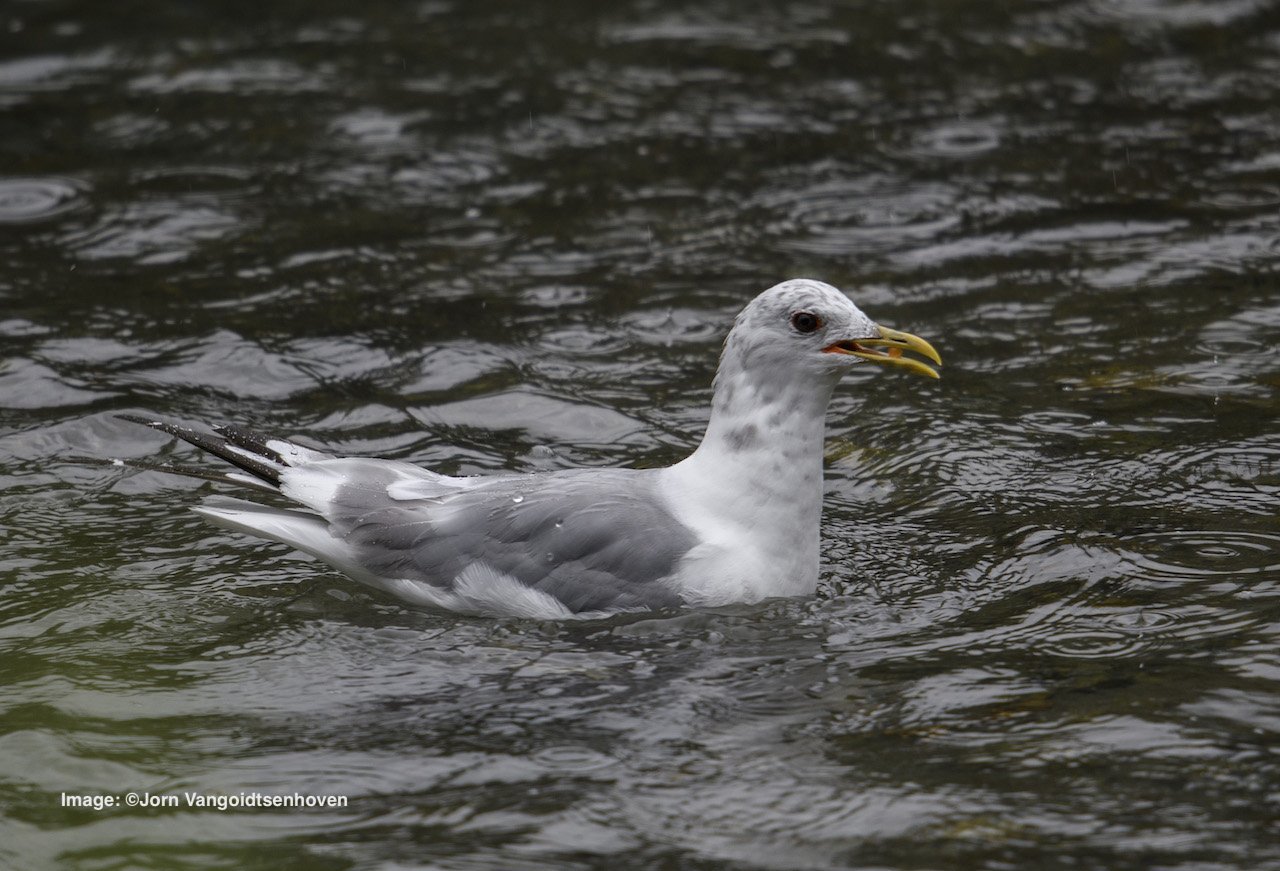 Young Mew (Short-billed) gull dining on salmon eggs