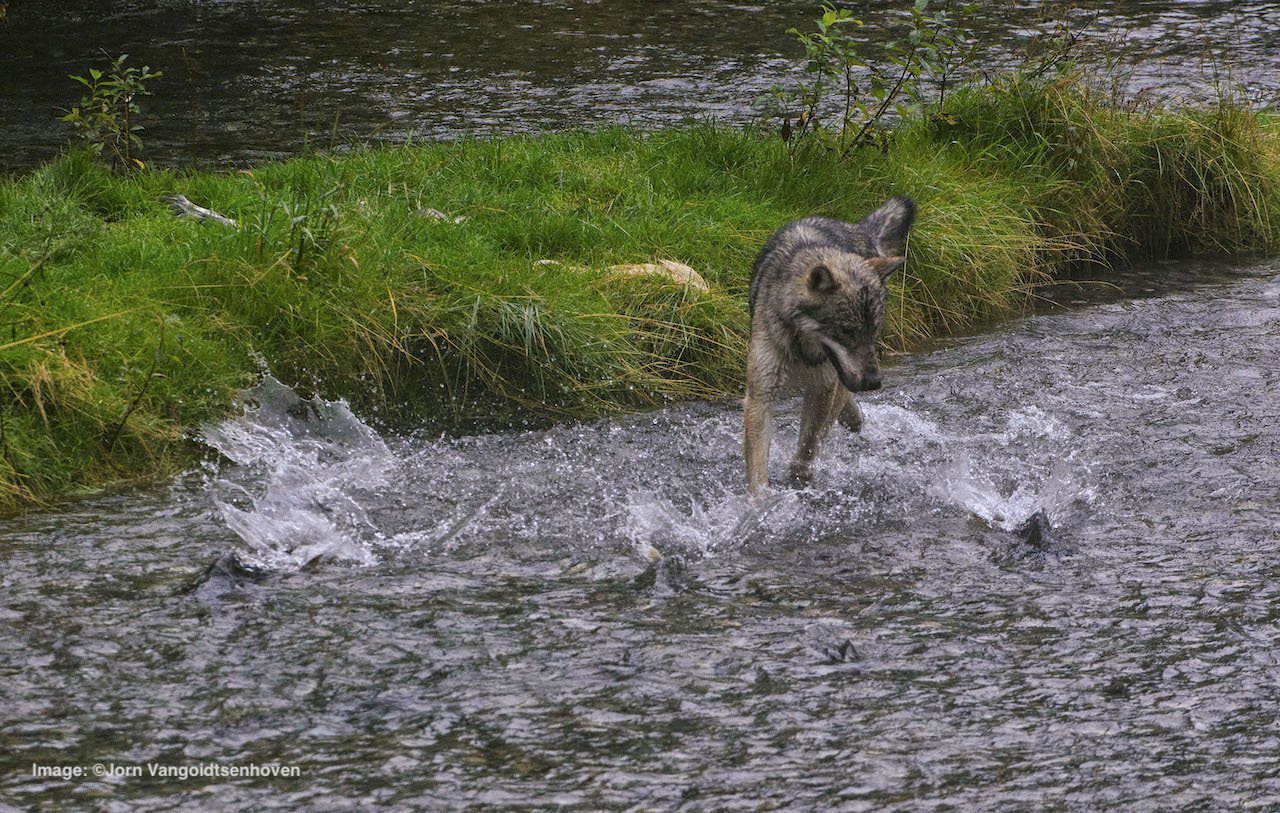 Grey wolf are surprisingly good salmon fishers