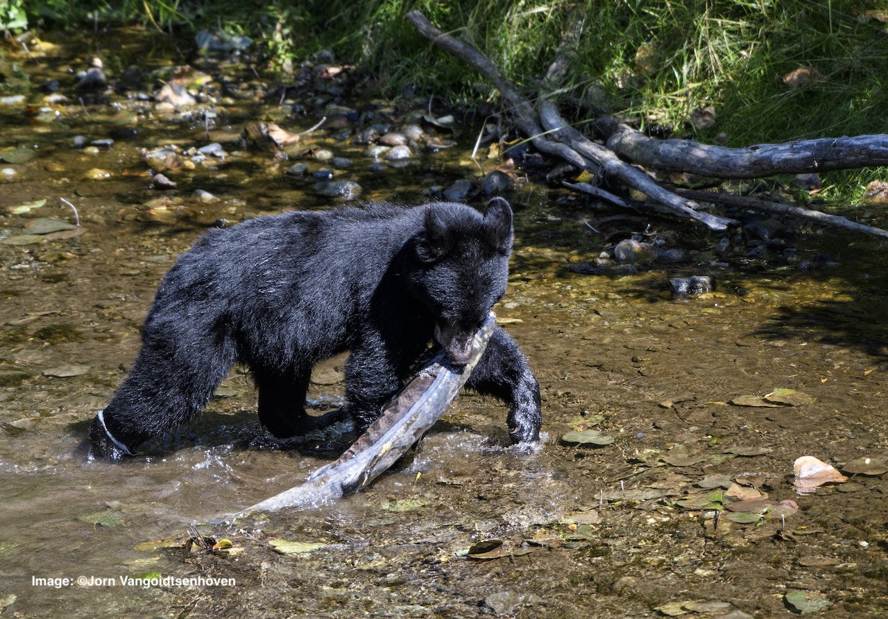 Black bear with chum