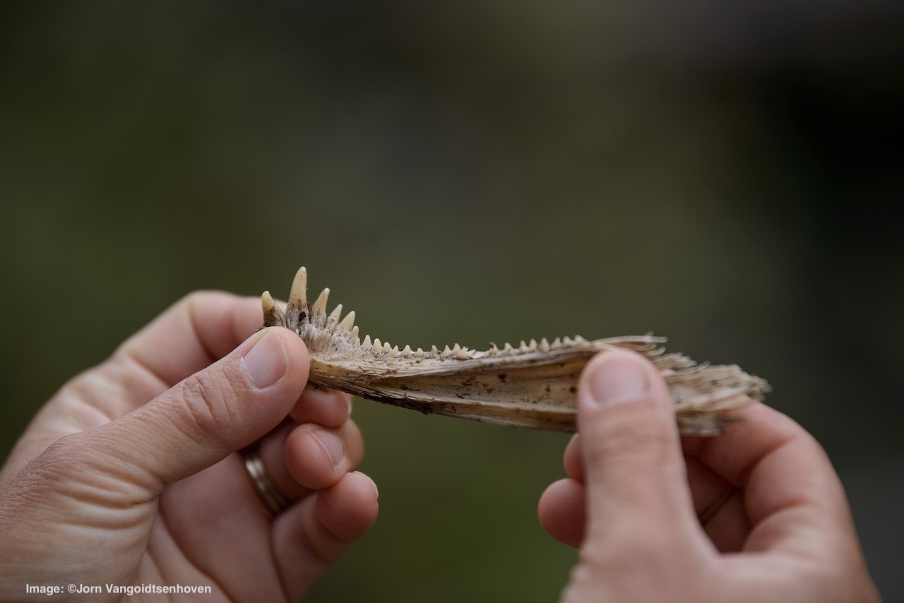 ✓Salmon mouth bone showing the male teeth grown during spawning.jpg