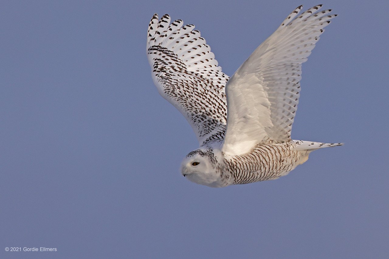 Snowy Owl