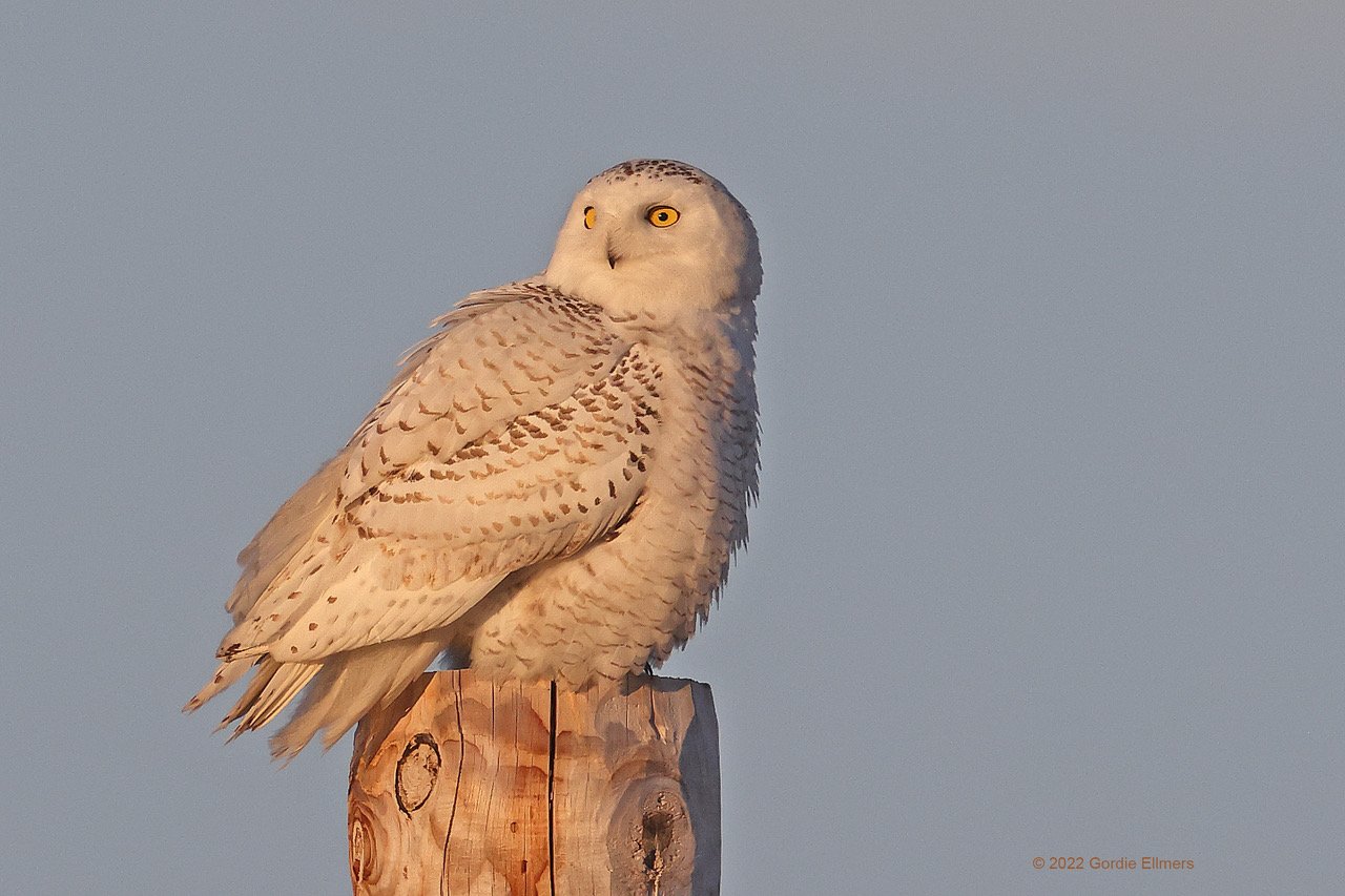 Snowy Owl 