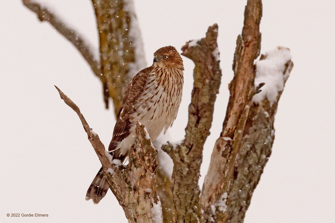 Cooper's Hawk