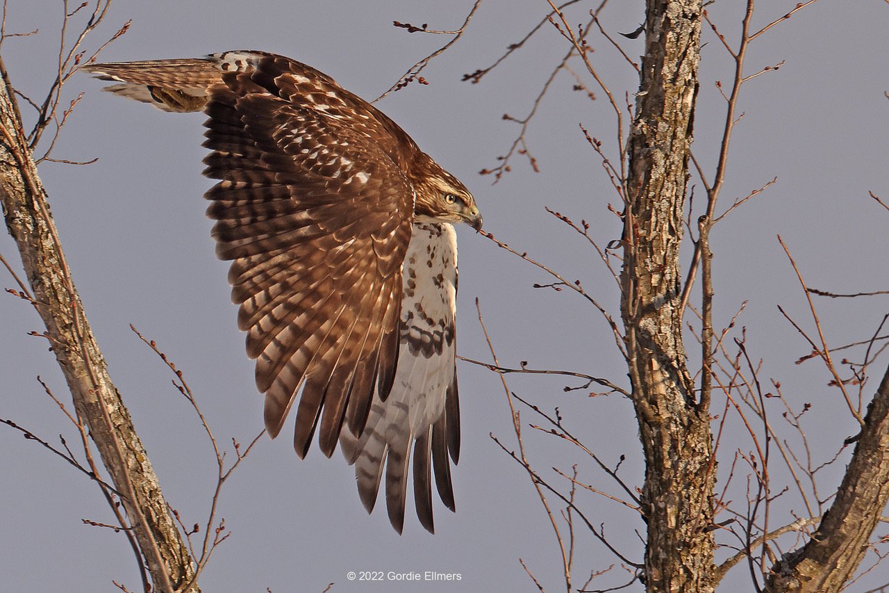 Red-tailed Hawk 