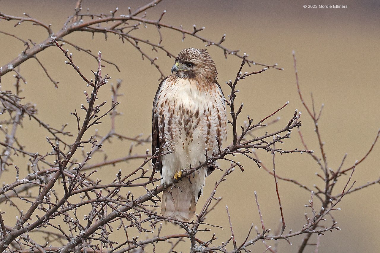 Red-tailed Hawk