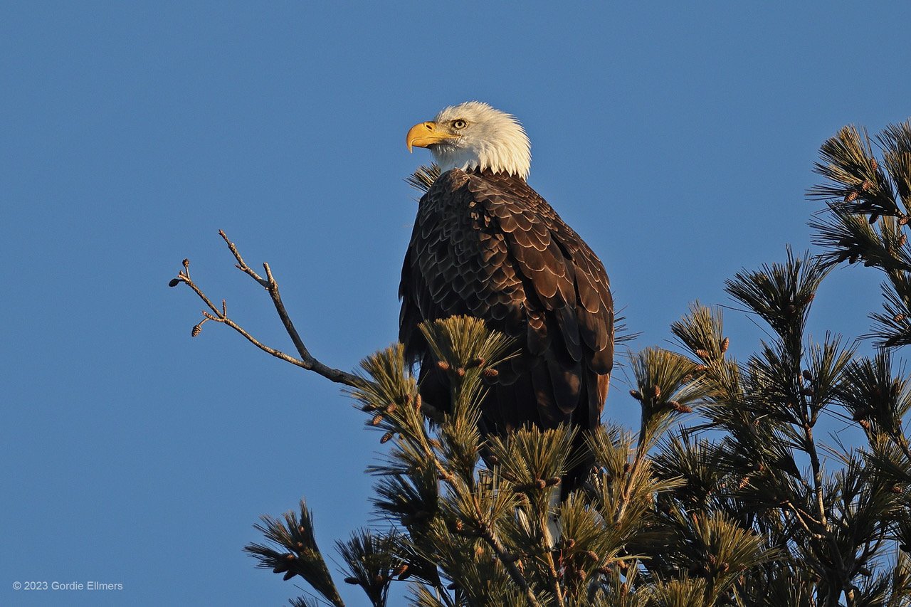 Bald Eagle