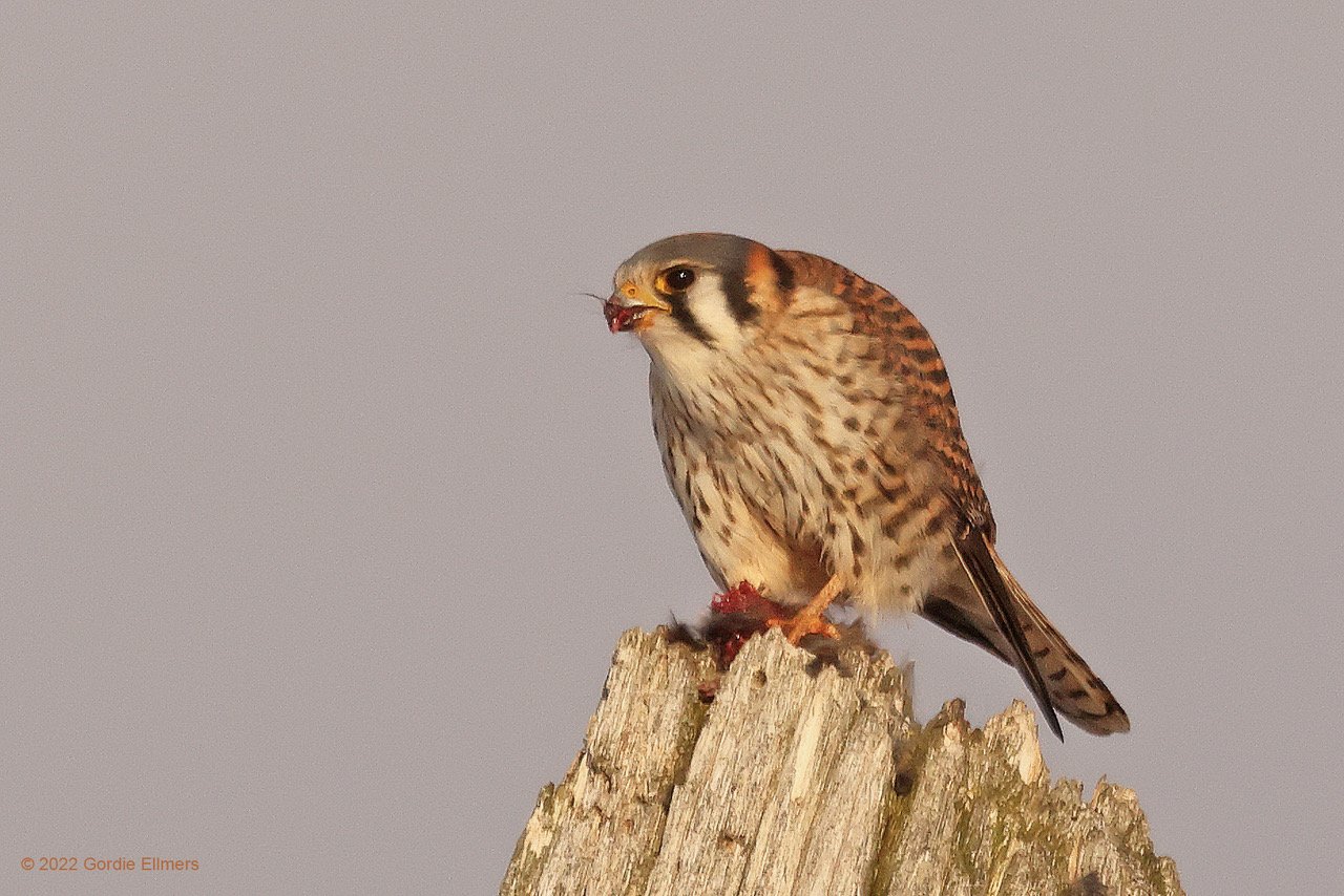 American Kestrel 