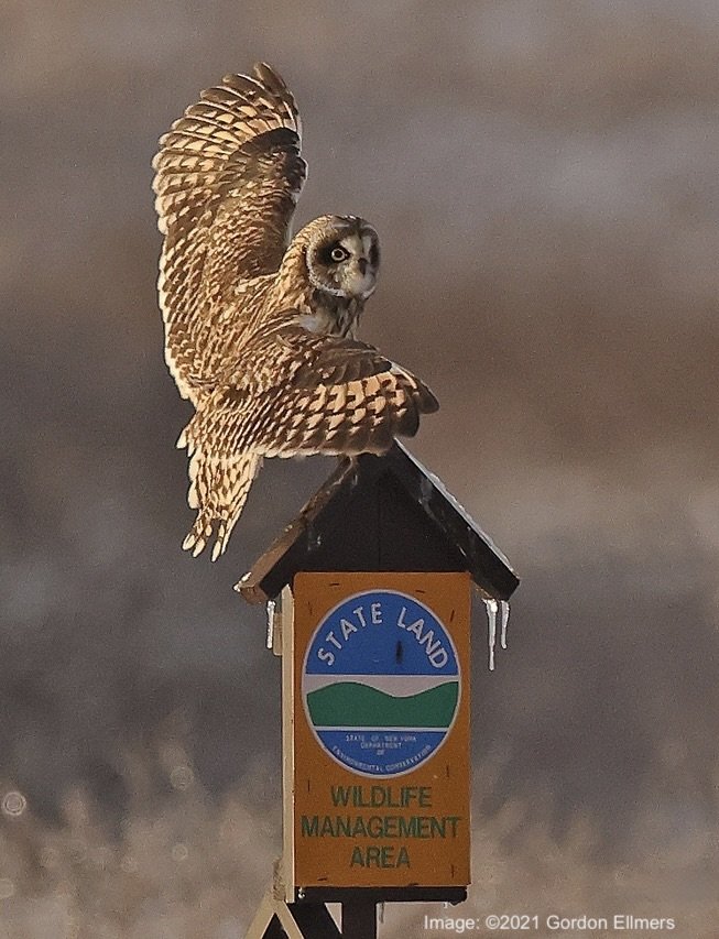 Short-eared Owl