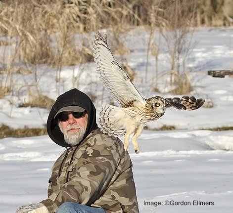 FREE! Short-eared Owl Released to Wild