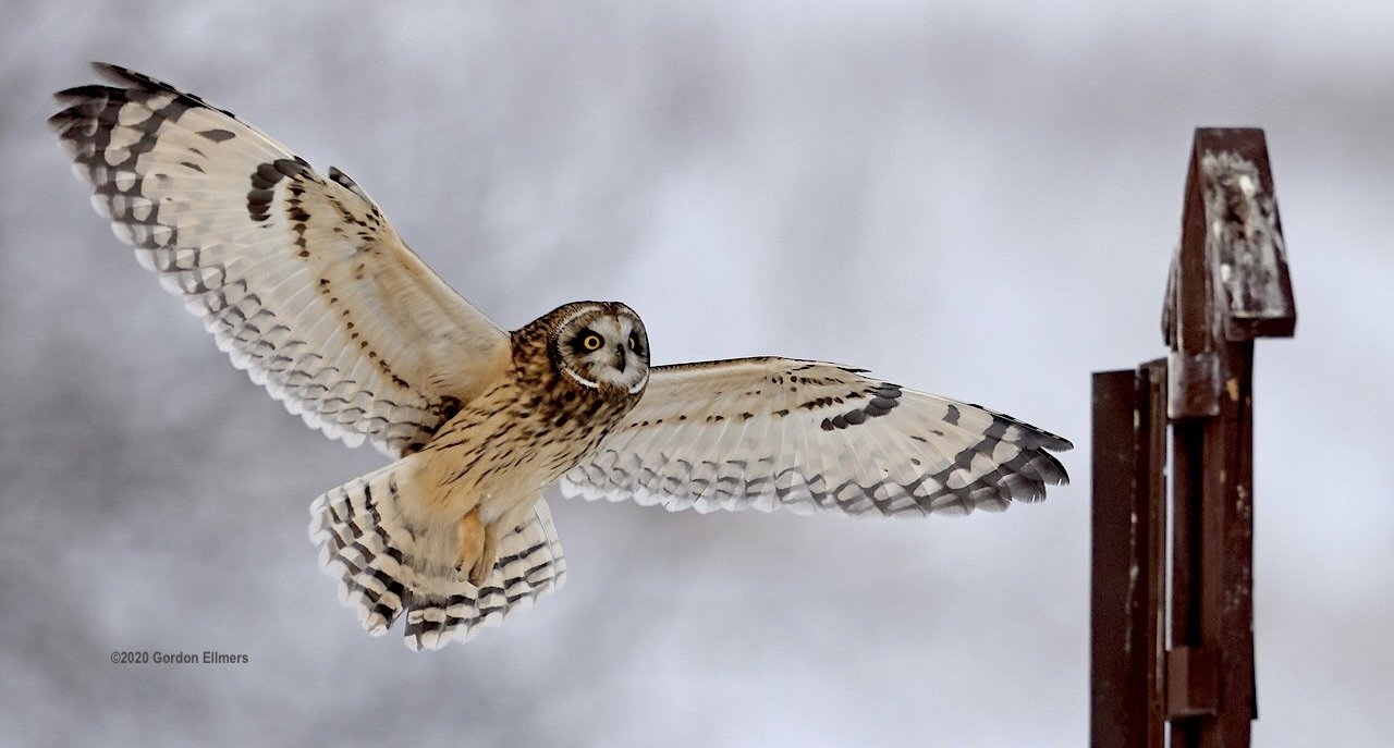 Winter Secrets of the New York Grasslands: Owls! 