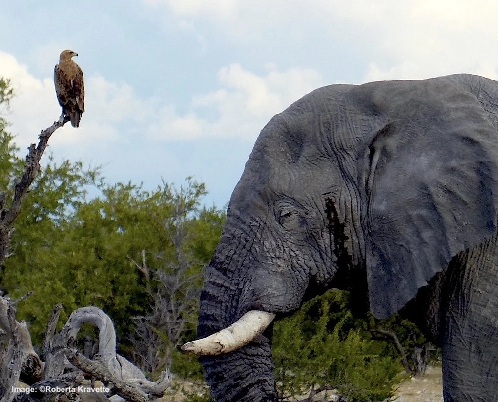Can a Safari in Namibia Help Save Grasslands in New York State?