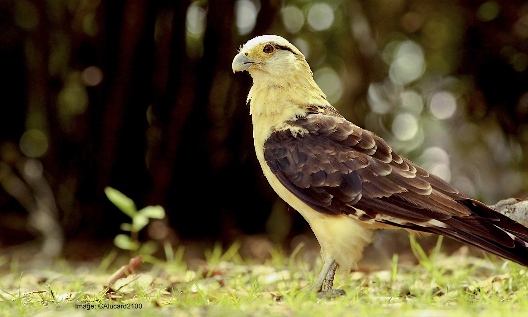 Caracara.Yellow.headed.Photo 20381236 © Alucard2100 | Dreamstime.com dreamstime_xl_20381236.jpg