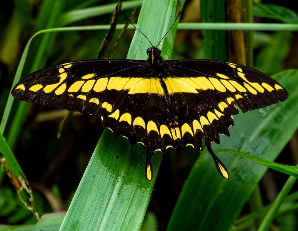 King Swallowtail.jpg