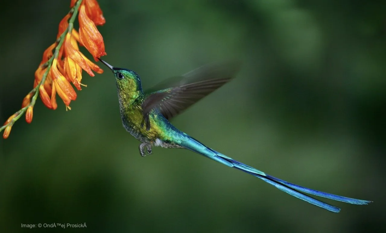 Southern Colombia Birding &amp; Culture Expedition