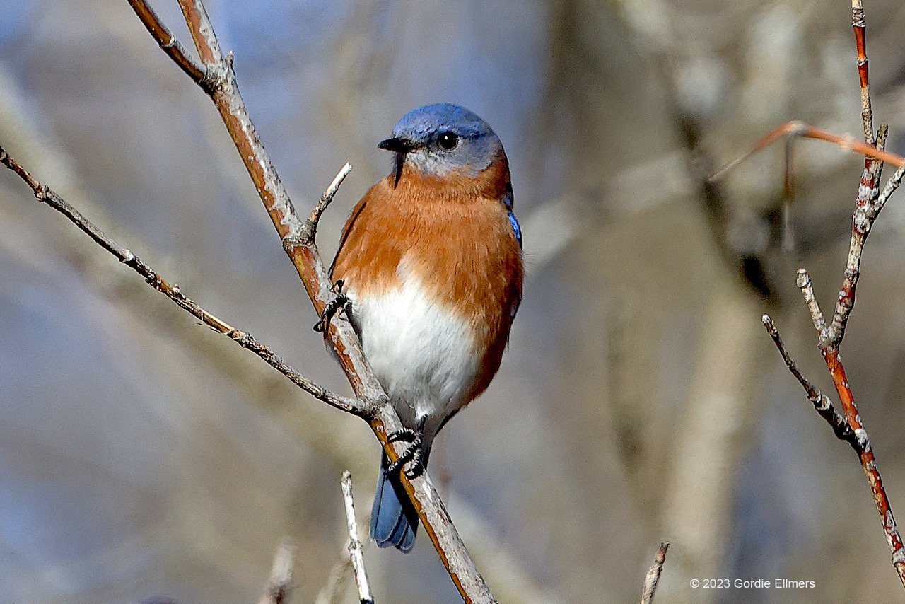 Eastern Blue Bird