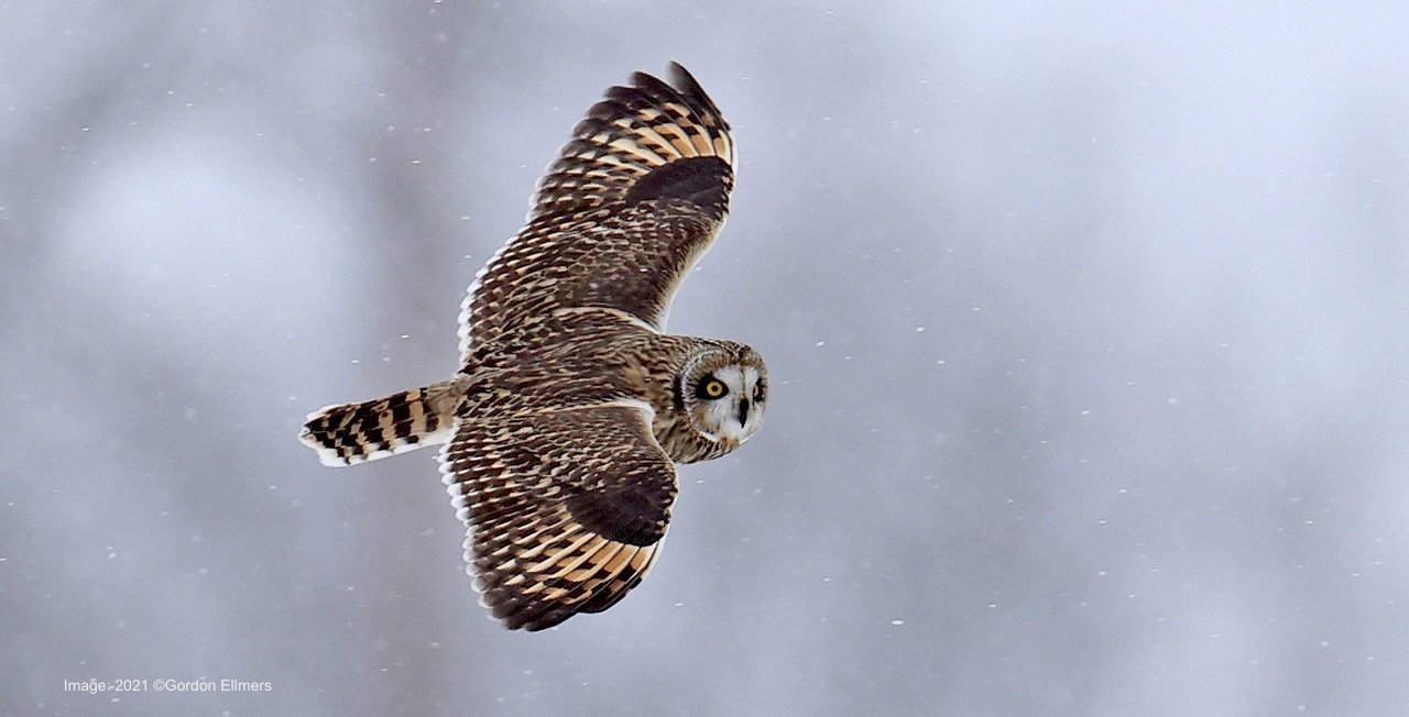 Winter Secrets of New York Grasslands 