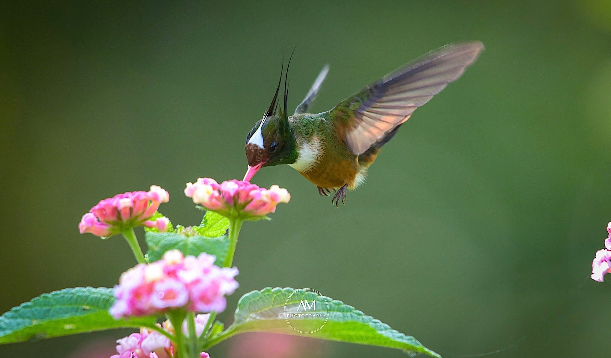 Best Guide to 9 Favorite Hummingbirds, Costa Rica 