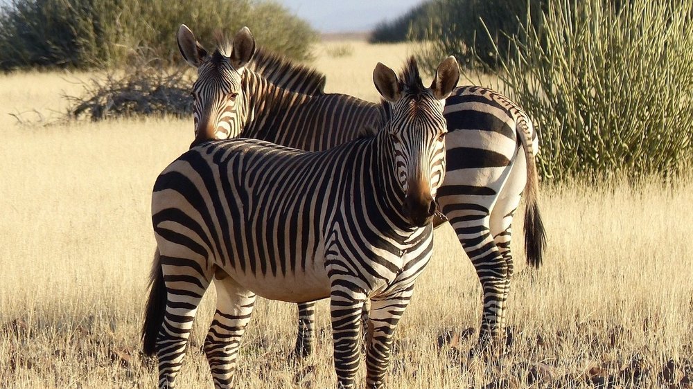 6.Zebra.Demaraland.jpg