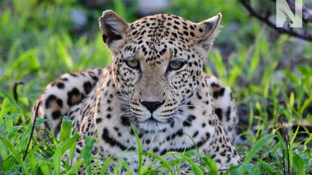 22.Leopard.Etosha.NTN.jpg