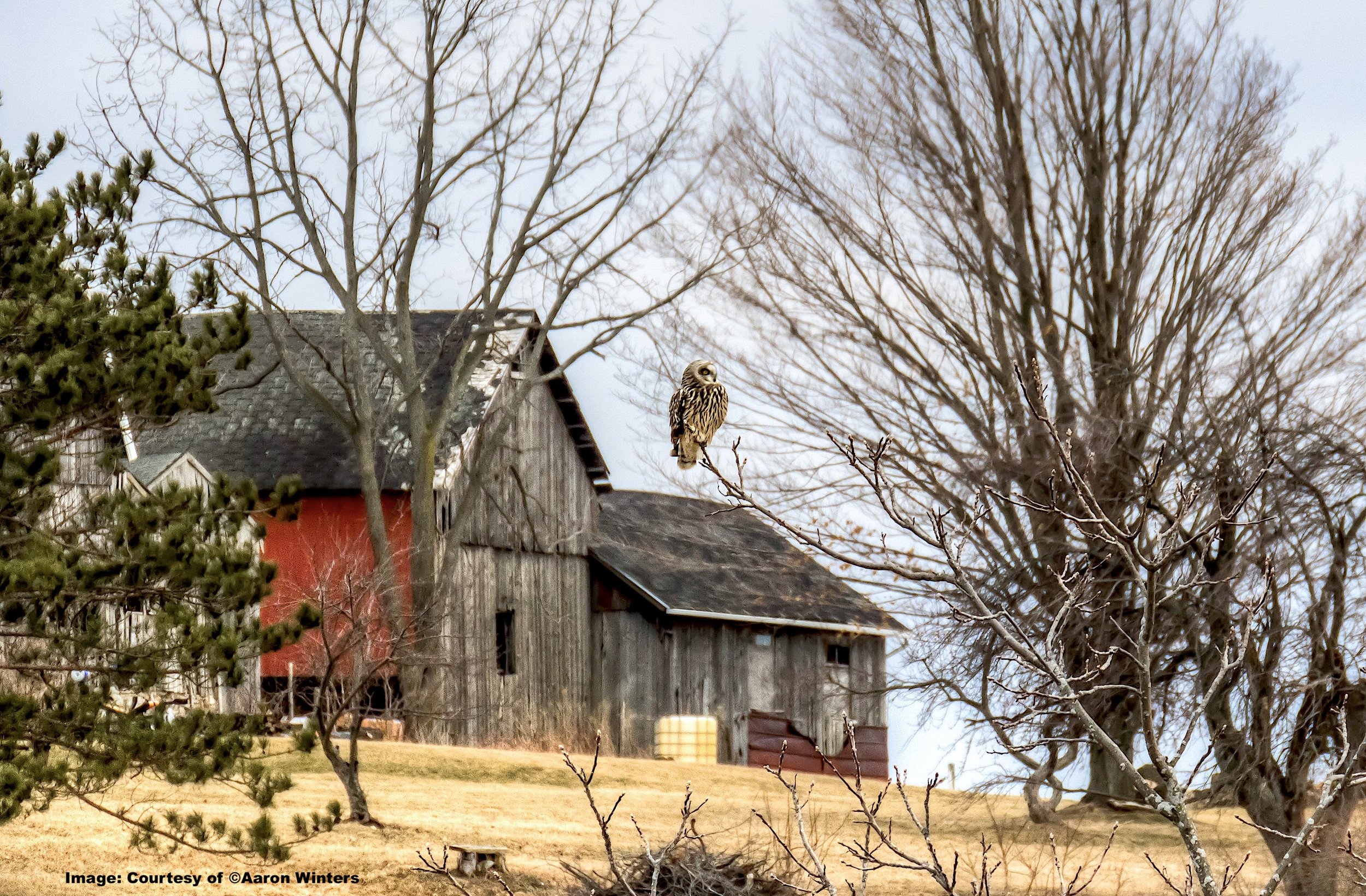 Farm Life (©Aaron Winters).jpg