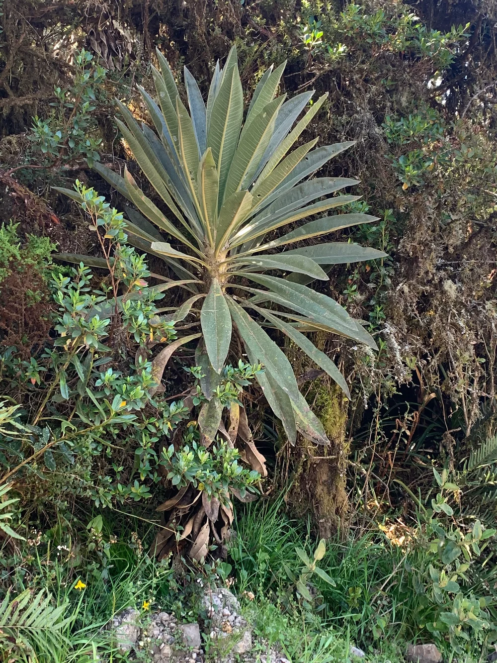 Espeletia or "frailejones" endangered and vital for water supply (Copy)