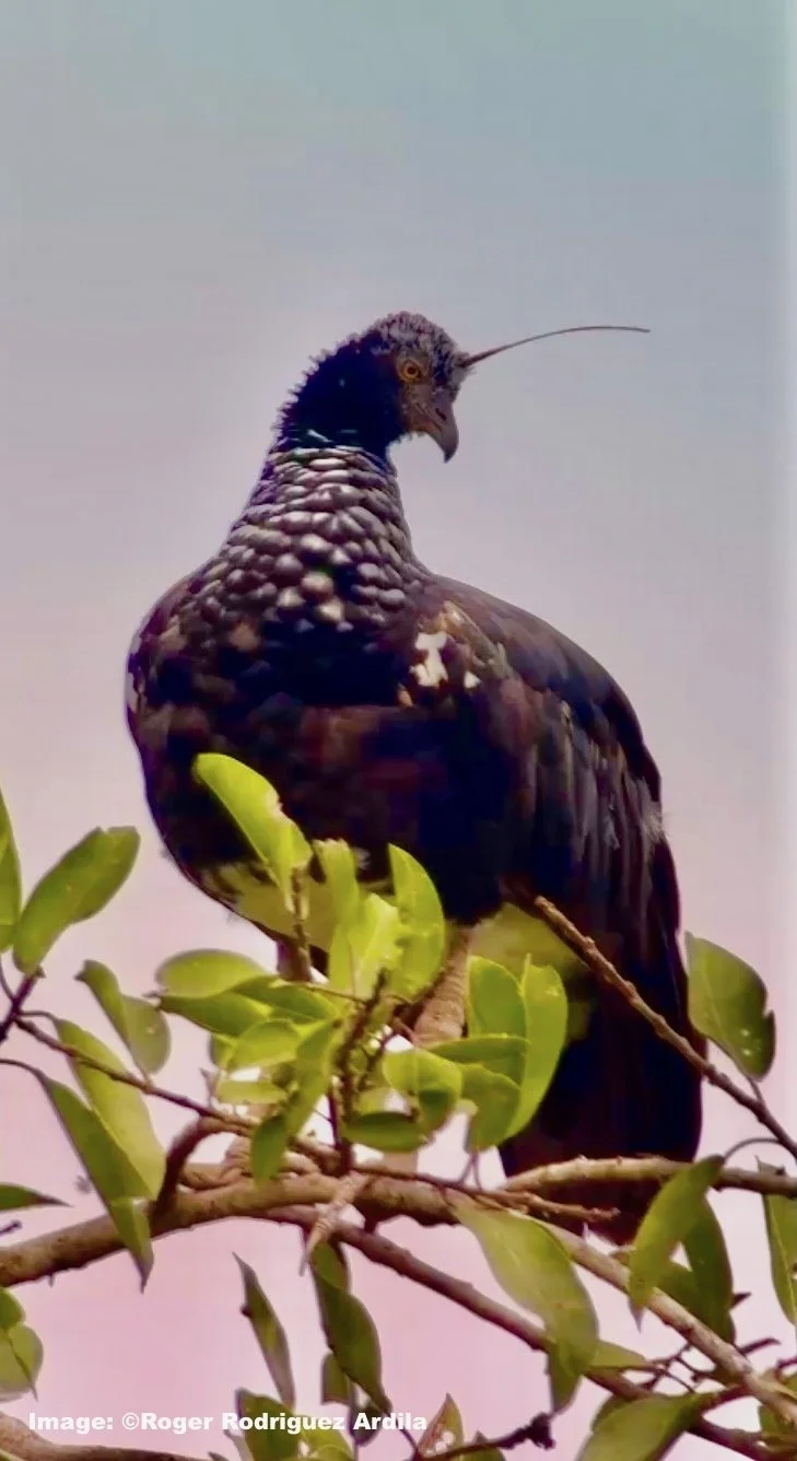 Horned Screamer Image: ©Roger R. Ardila (Copy)