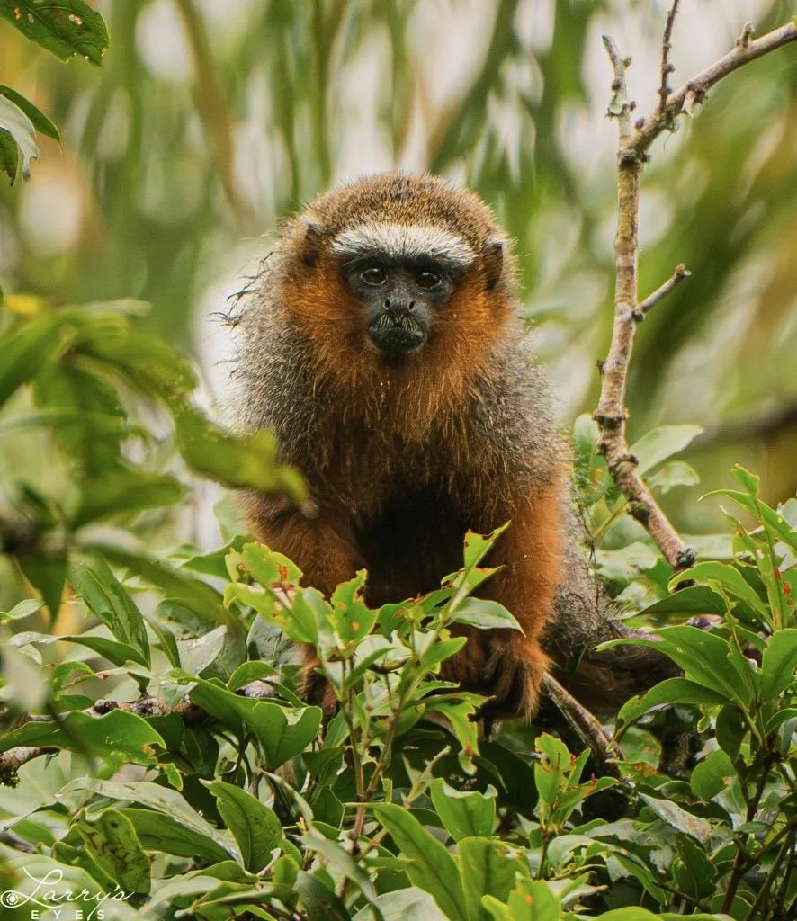 Watching! White-tailed Titi monkey Image: ©Larry Blau  (Copy)