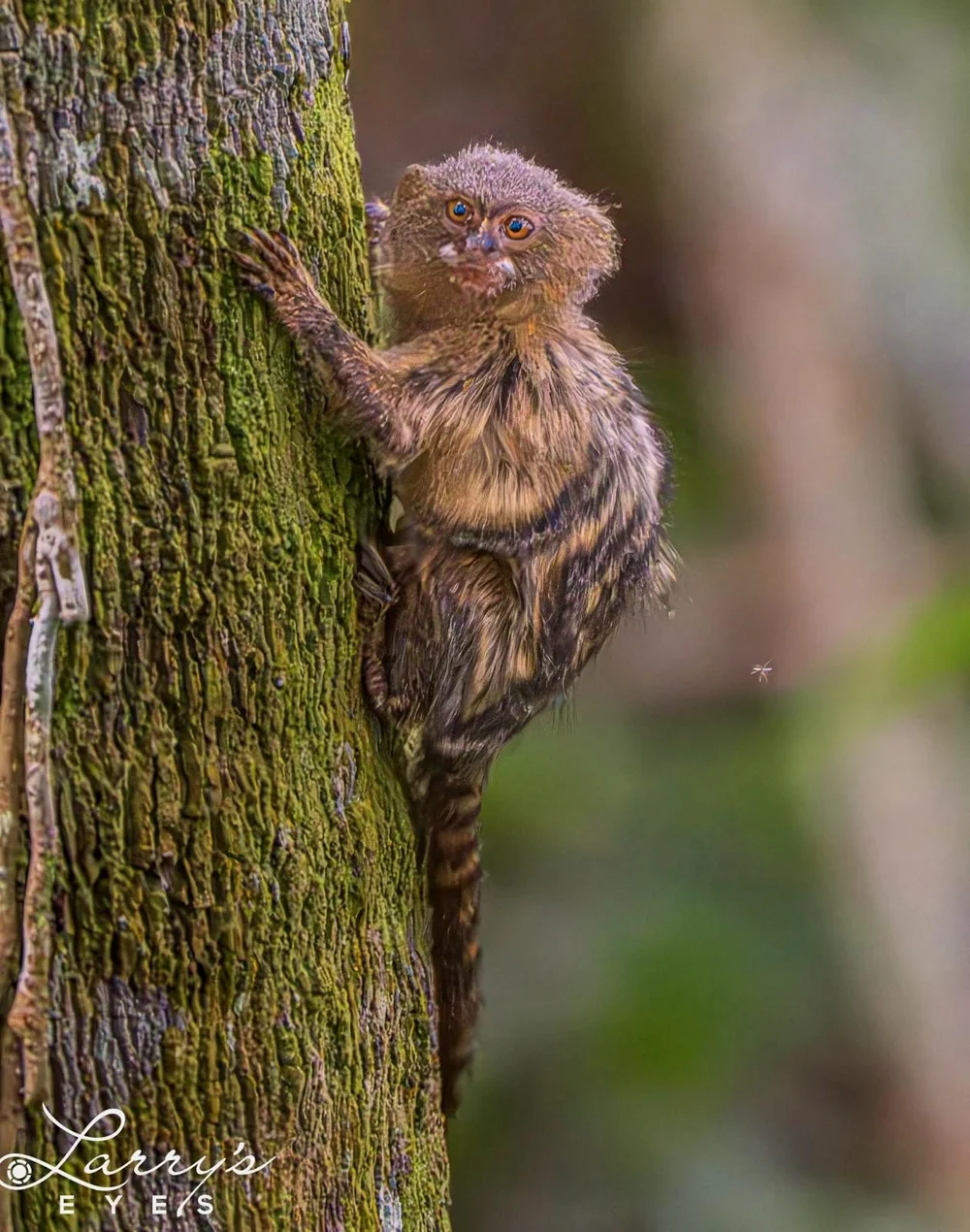 Pygmy Marmoset, the world's tiniest primate Image: ©Larry Blau  (Copy)