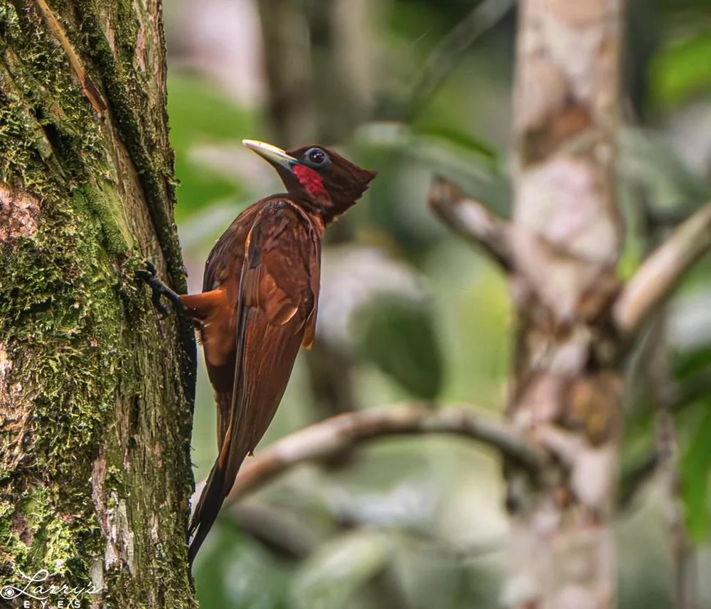 Chestnut Woodpecker Image: ©Larry Blau  (Copy)