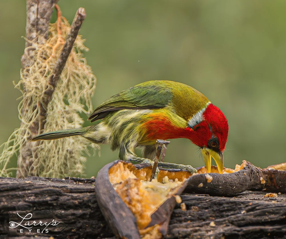 Together the red-headed barbet, male and its alternately colored mate. Image: ©Larry Blau 