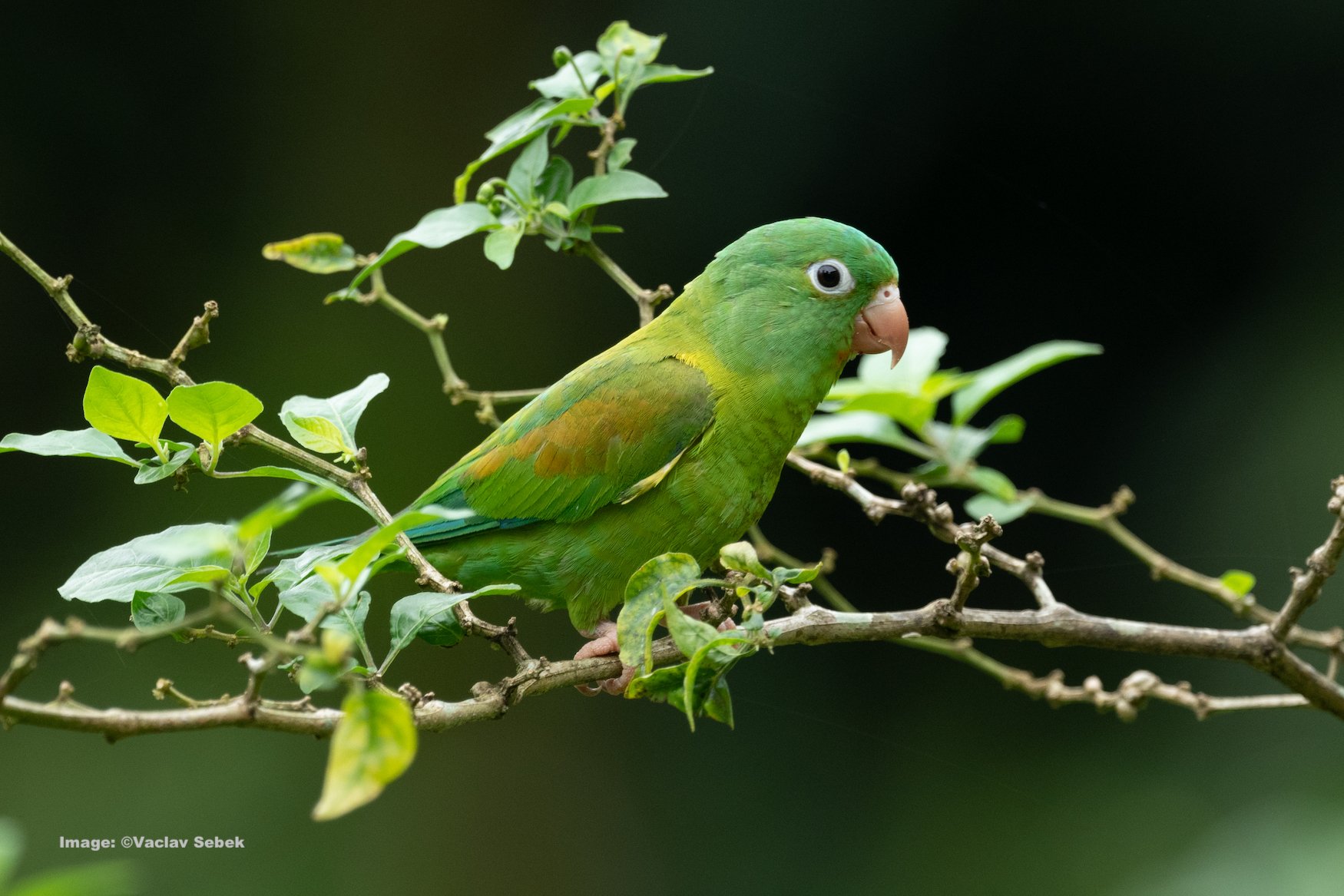 Orange-chinned Parrot 