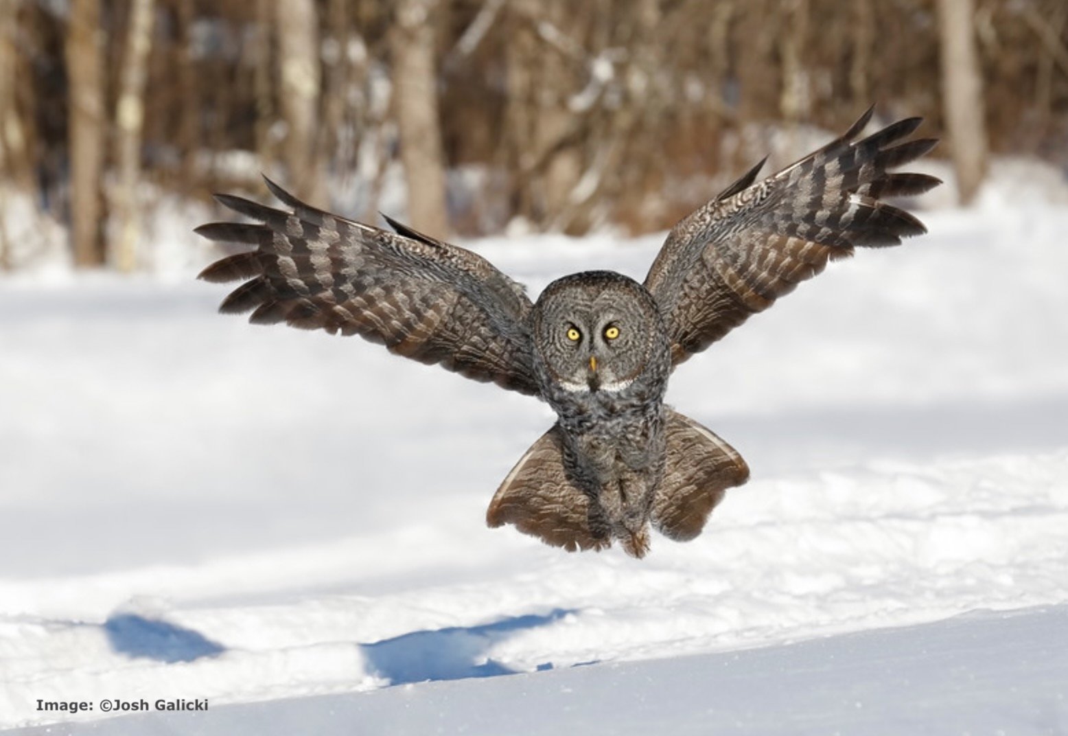 Great Grey Owl