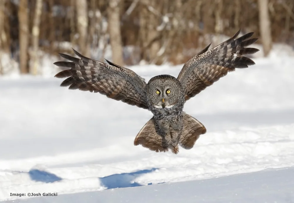 Great Grey Owl