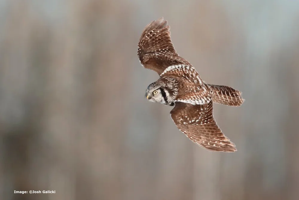 Northern Hawk Owl 