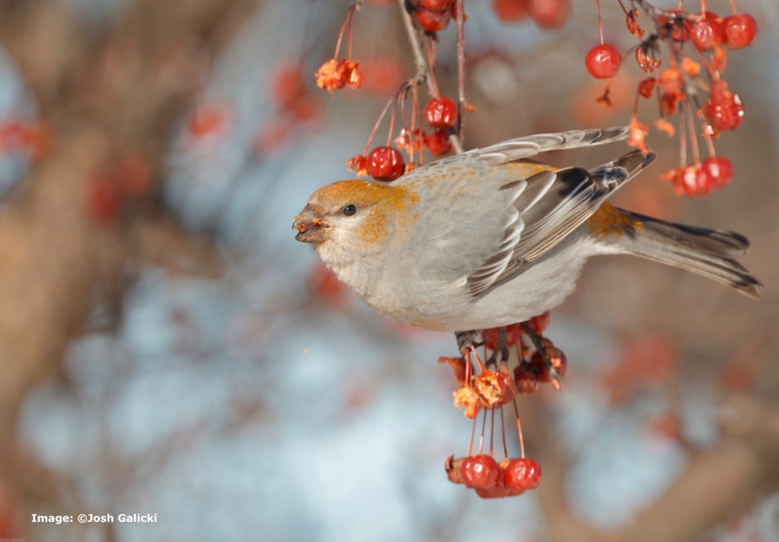 Pine Grossbeak