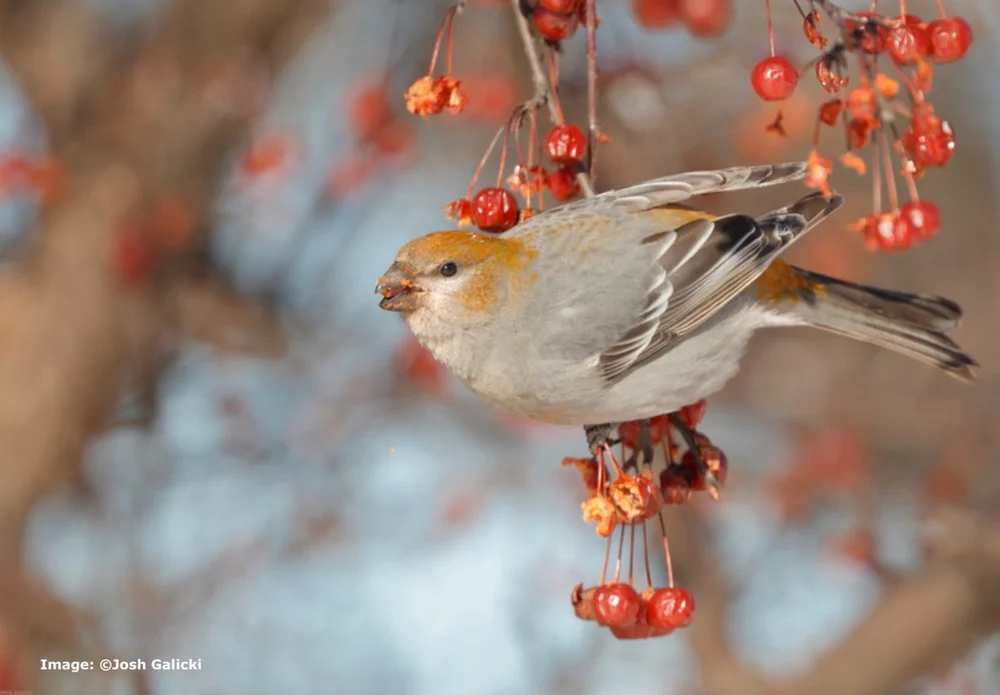 Pine Grossbeak