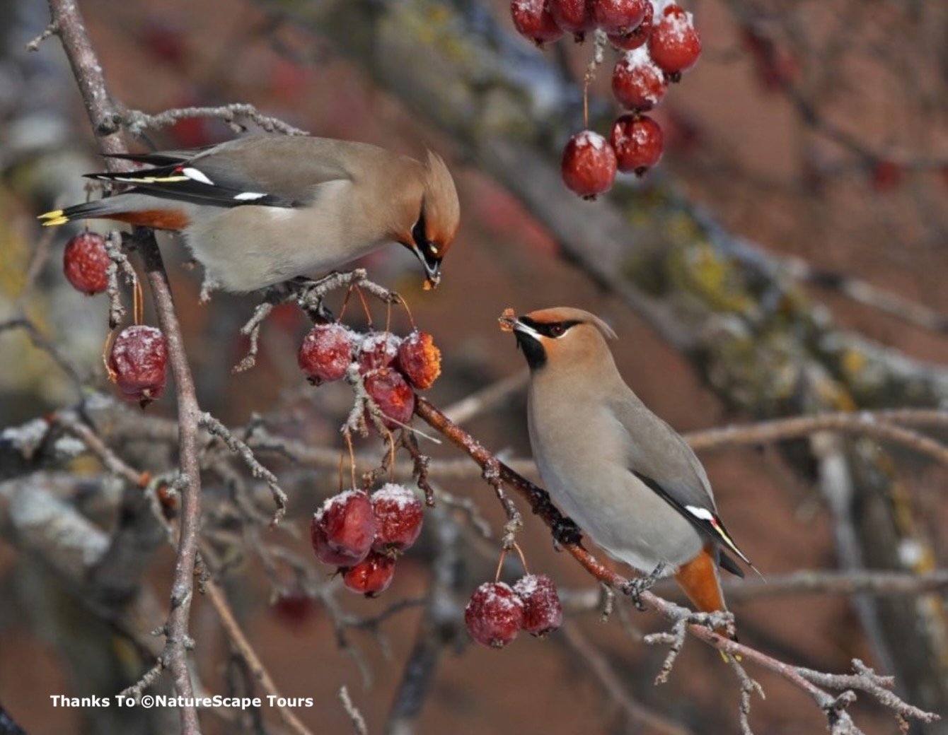 Bohemian Waxwings