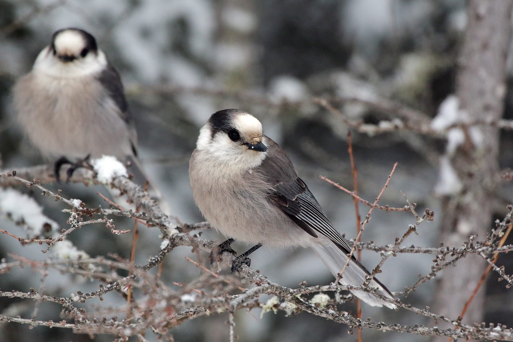 Grey Jays